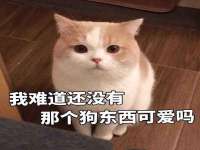 义乌市湾柑电子商务商行