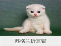 义乌市湾柑电子商务商行