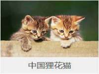 义乌市湾柑电子商务商行