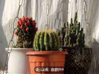 义乌市湾柑电子商务商行