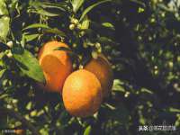 义乌市湾柑电子商务商行