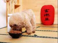 义乌市湾柑电子商务商行