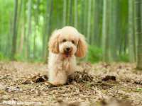 义乌市湾柑电子商务商行